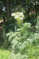 Angelica dahurica