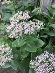 Hylotelephium spectabile