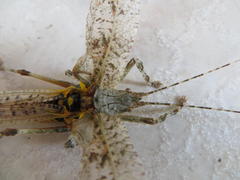 Cymatomera denticollis