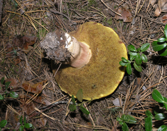 Boletus betulicola