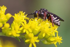 Triepeolus pectoralis