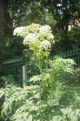 Angelica dahurica