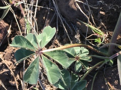 Trifolium macrocephalum