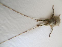 Cymatomera denticollis