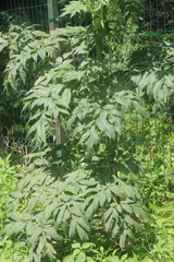 Angelica dahurica