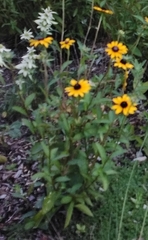 Rudbeckia
