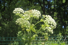 Angelica dahurica
