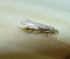 Bucculatrix ivella