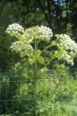 Angelica dahurica