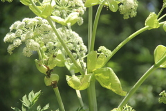 Angelica dahurica
