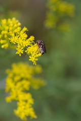 Triepeolus pectoralis