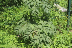 Angelica dahurica