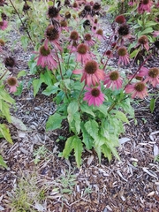 Echinacea purpurea