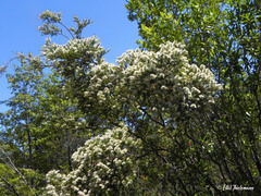 Metrosideros stipularis