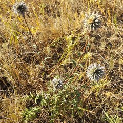 Echinops ritro meyeri