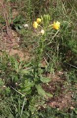 Oenothera biennis