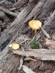 Pleuroflammula tuberculosa