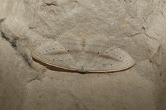 Scopula emutaria