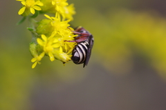 Triepeolus pectoralis