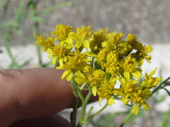 Hymenothrix wislizeni