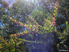 Metrosideros stipularis