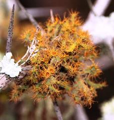 Teloschistes puber