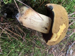 Boletus vermiculosus