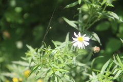 Aster incisus