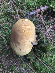 Boletus vermiculosus