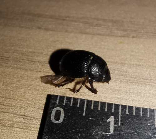 Odonteus armiger