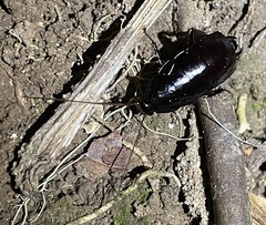 Pseudoderopeltis