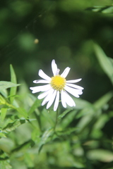 Aster incisus