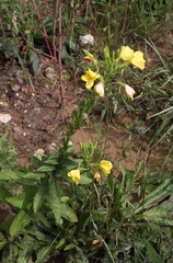 Oenothera biennis