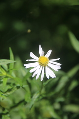 Aster incisus