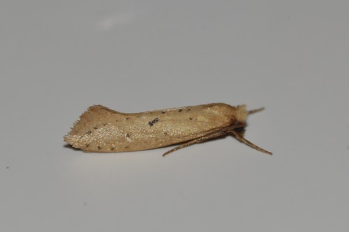 Myrmecozela ataxella