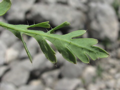 Papaver oreophilum