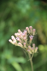 Syneilesis aconitifolia