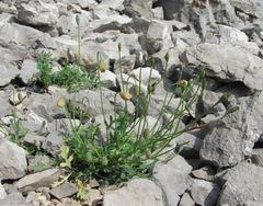 Papaver oreophilum