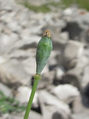 Papaver oreophilum