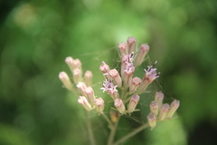Syneilesis aconitifolia