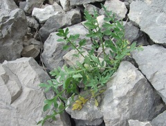 Papaver oreophilum