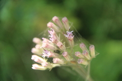 Syneilesis aconitifolia