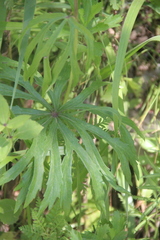 Syneilesis aconitifolia