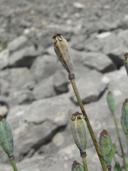 Papaver oreophilum