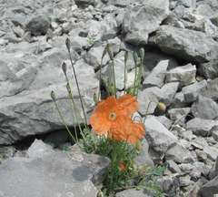 Papaver oreophilum
