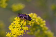 Triepeolus pectoralis