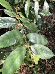 Lasianthus curtisii