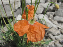 Papaver oreophilum