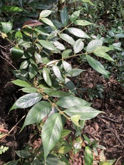 Lasianthus curtisii