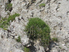 Gypsophila tenuifolia